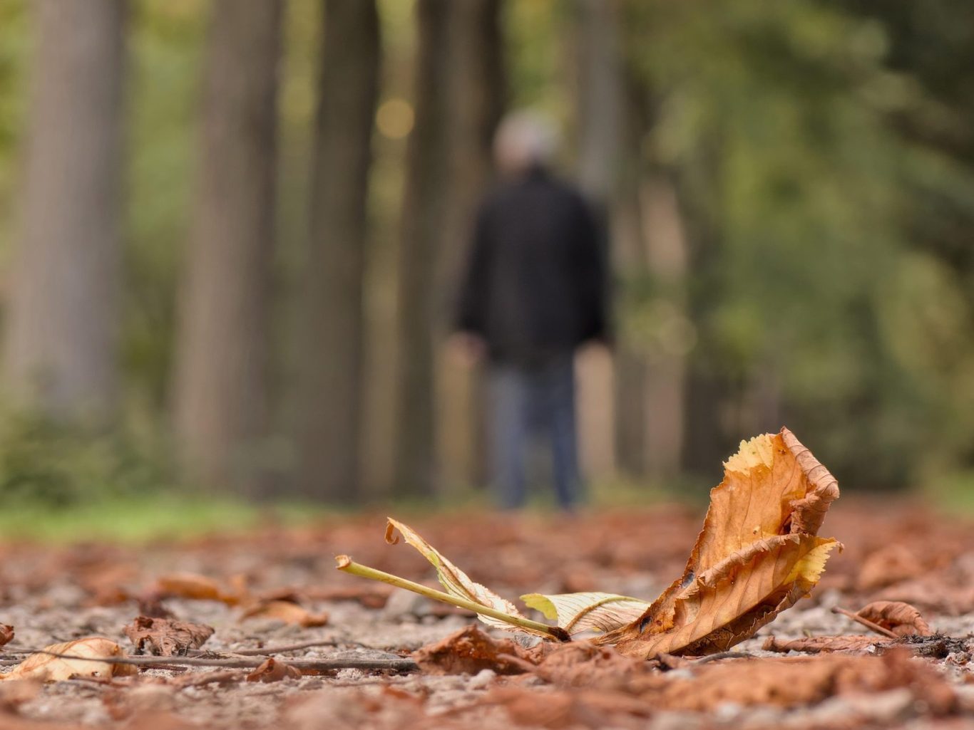Ein verwelktes Blatt liegt auf dem Waldboden, im Hintergrund eine unscharfe Person.