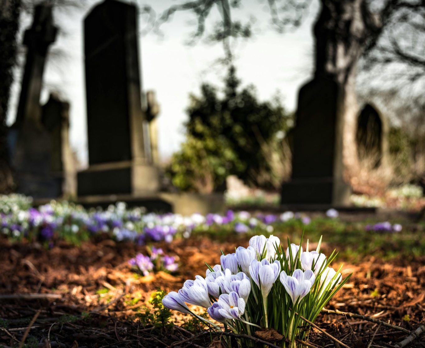 Krokusse blühen zwischen Grabsteinen auf einem ruhigen Friedhof.